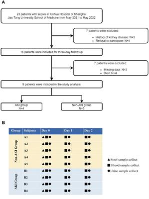 Investigating gut microbiota–blood and urine metabolite correlations in early sepsis-induced acute kidney injury: insights from targeted KEGG analyses